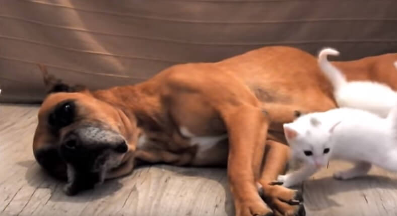 This Huge Mama Dog Adopts An Abandoned Cat Family!