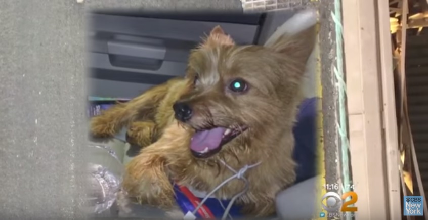 Brave Limo Driver Saves Puppy From From Brooklyn Bridge!