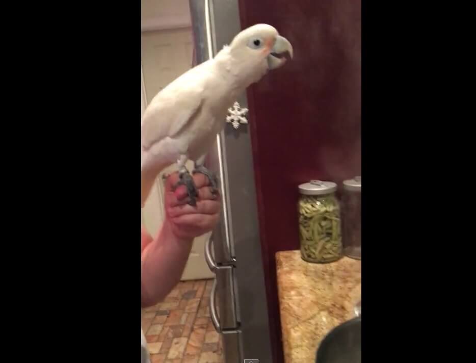 This Parrot Is Totally Fascinated By Steam!