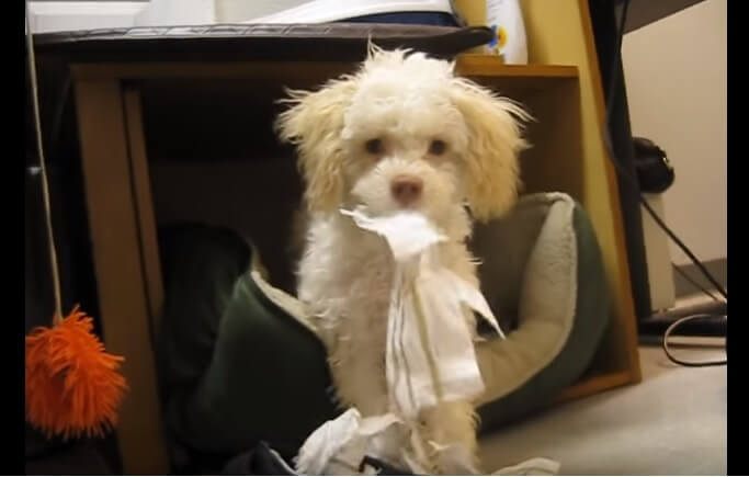 This Puppy Was Caught Being Naughty, But What Happened…