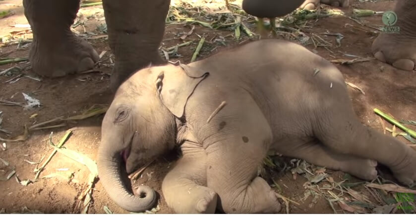 This Sleepy Little Baby Elephant Is The Cutest Thing…