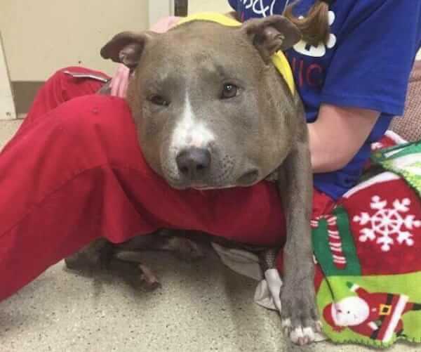 This Pit Bull Was Found With A 6-Pound Chain,…