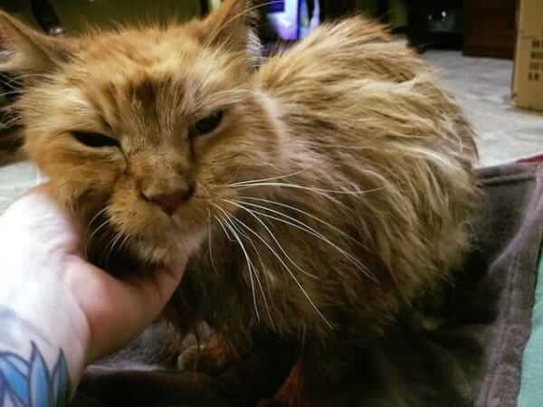 This Old Cat Was So Happy To Be Rescued…