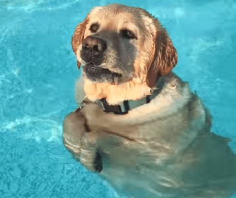 When This Pool-Loving Lab Finds Out He Can Stand…