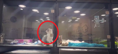 Kitten Feels Lonely At A Pet Store. Now Keep…