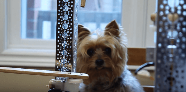 The World Invented A Machine Which Allows Your Dog To Give You Belly Rubs!