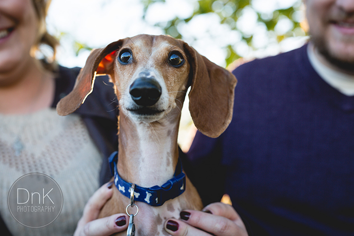 Jealous Dachshund Pup Totally Photobombs This Couple’s Engagement Photoshoot!