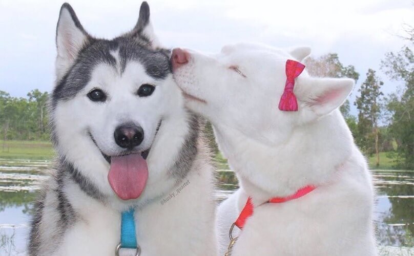 14 Times Cute Dog Couples Have Taught Us Something…