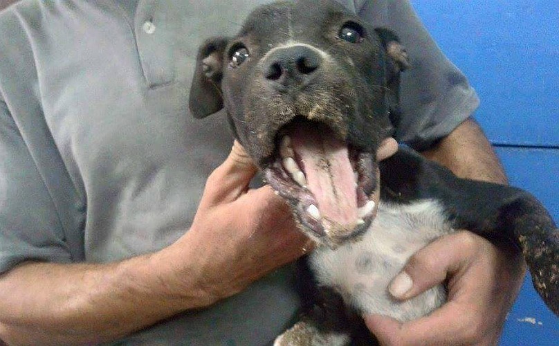 Dog Rescue Fakes This Puppy’s Death For A Reason…