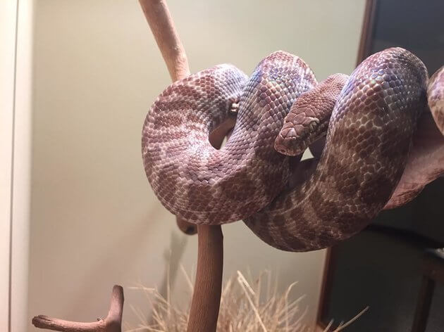 Watch This Snake Get Lost In Its Own Skin!