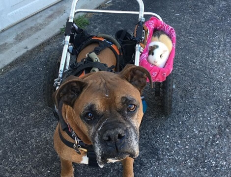 Canine Batman And Robin Are Most Definitely The Cutest…