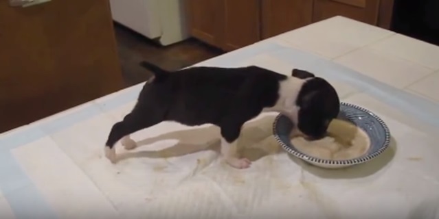 Puppy’s Extremely Hungry, But Everyone Started Laughing When He…