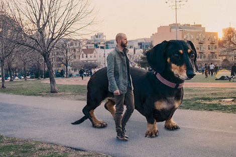 Dachshund Pup Thinks She’s A Giant, So Daddy Photoshops…