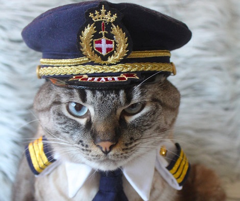 7 Cat Professions You Have To Know About! #6…