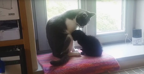 They Brought Home A Rescue Kitten, But What Happens Next? Unbelievable.