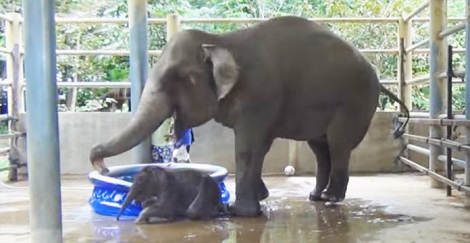 This Baby Elephant Is Getting His First Bath… Keep…