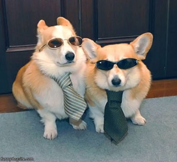 If Dogs Went To Work, This Is What A…