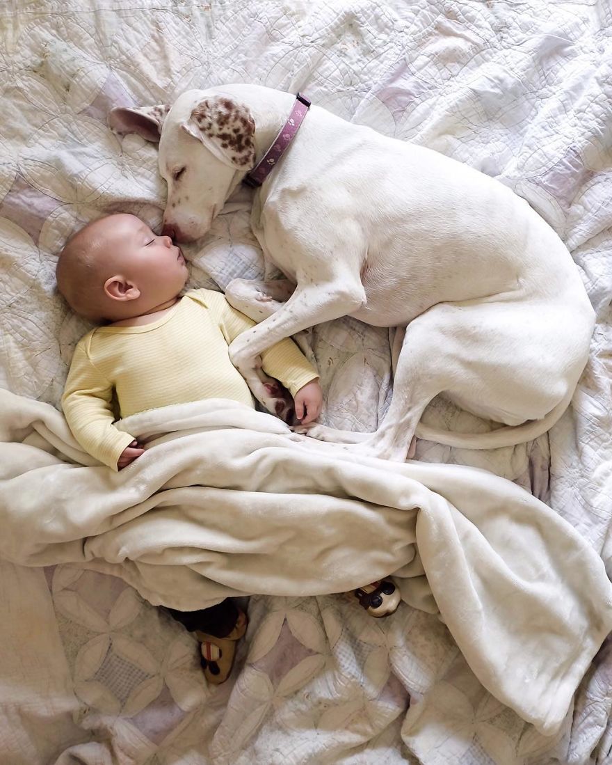 They Left Their Rescue Dog With Their Baby. What…