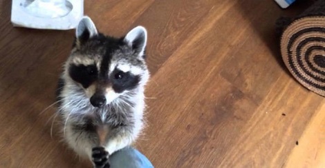 She Accidentally Sneezed, But Keep Your Eyes On The Raccoon! Unbelievable!