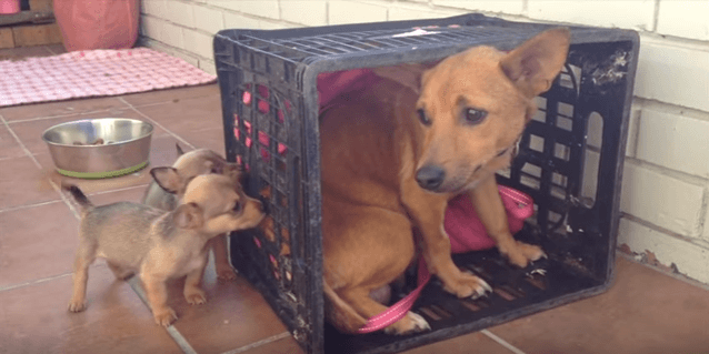 Heartbroken Mother Misses Her Babies. But When She Turns…