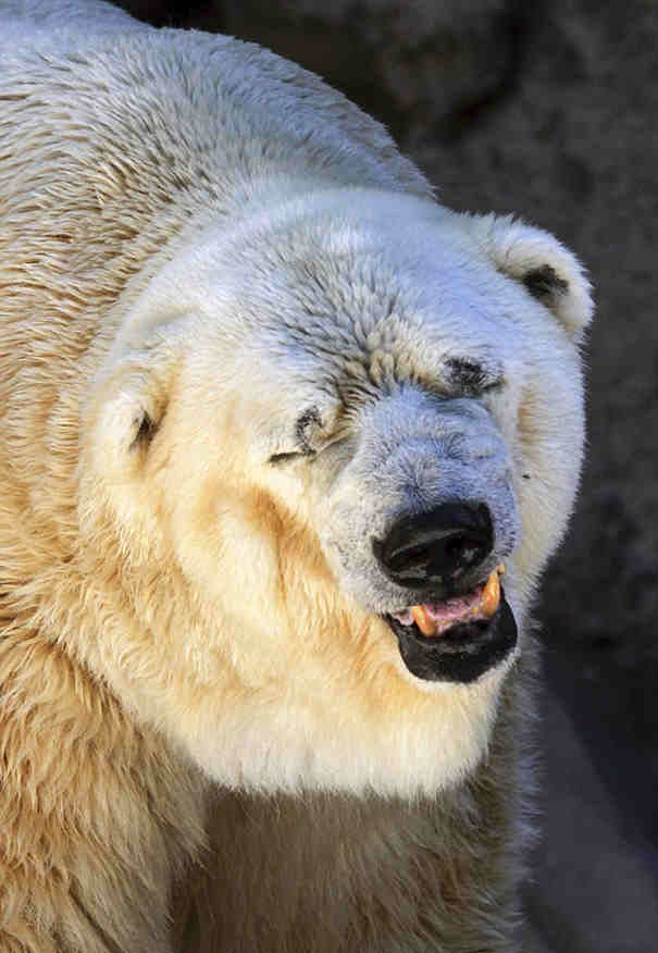 ‘World’s Saddest Polar Bear’ Dies At 30. What He…