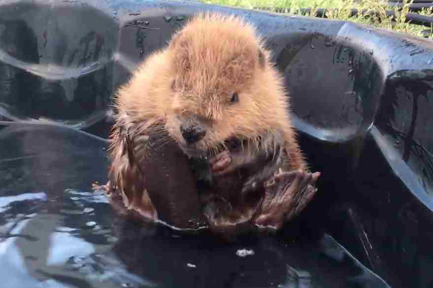 This Clip Of A Baby Beaver Taking A Bath…