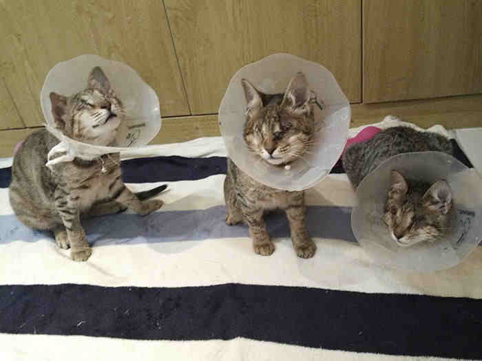 This Story Of The 3 Blind Cats And How…