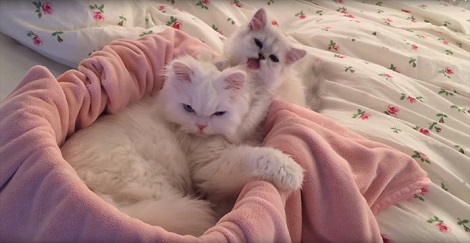 Tiny Kitten Gives Her Elder Sister A Bath Of…