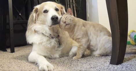 The Love This Cat Has For The Golden Retriever…