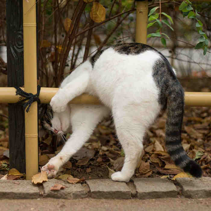 These Photos Of Homeless Cats By A Japanese Lensman…