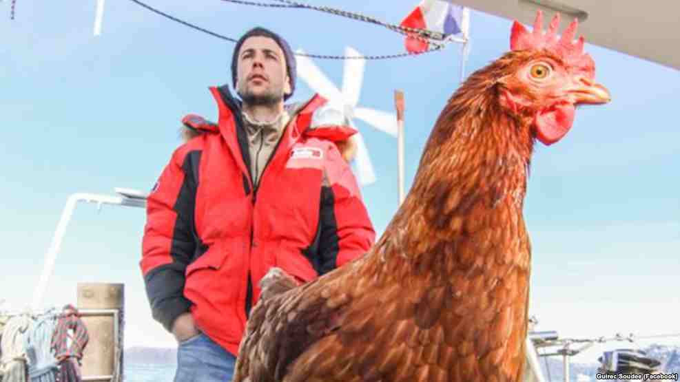 Adventure-Loving Chicken Accompanies Her Human On A Cruise Around…