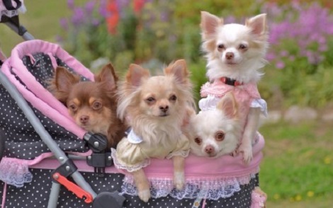 If Dogs Went Shopping, Here’s Who You Might Bump…