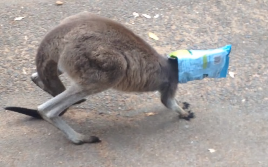 This Kangaroo’s Head Gets Stuck Inside A Bag Of Chips. He Doesn’t Know What To Do It’s Super Adorable!