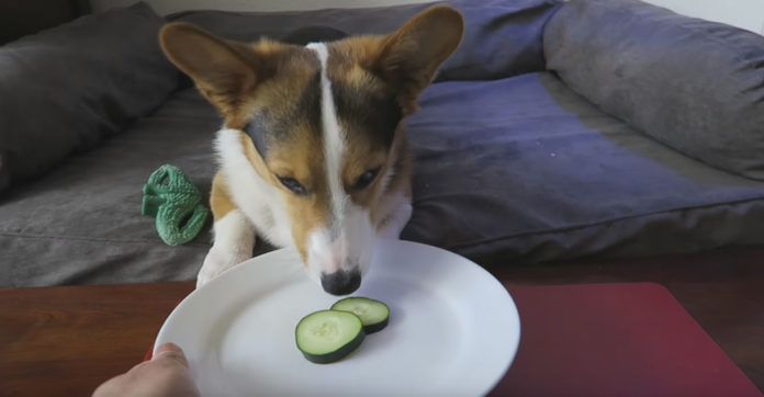 He Placed A Plate Of Cucumbers In Front Of…