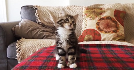 How This Kitten Reacts When Her Favorite Song Comes…