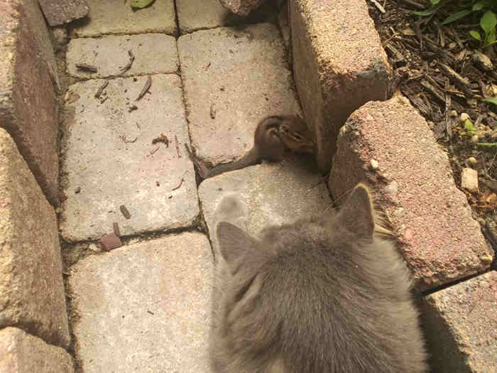 Can A Cat Ever Be BFFs With A Chipmunk?…