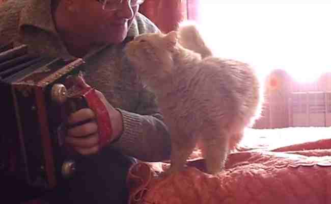 Man Plays The Accordion For His Pet Kitty. The…