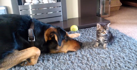 Tiny Kitten Won’t Play With The Dog. What The…