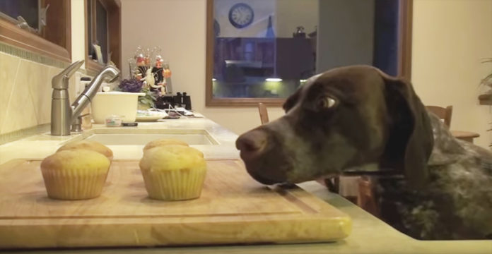 Someone Kept Stealing This Mom’s Cupcakes So She Set…