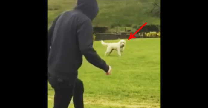 Man Starts Chasing This Golden Retriever. When You Learn…