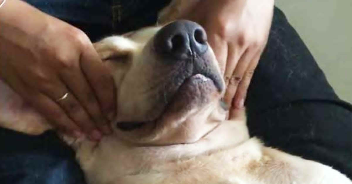 Watch: Dog Gets Some Nice Massage. This Is 100%…