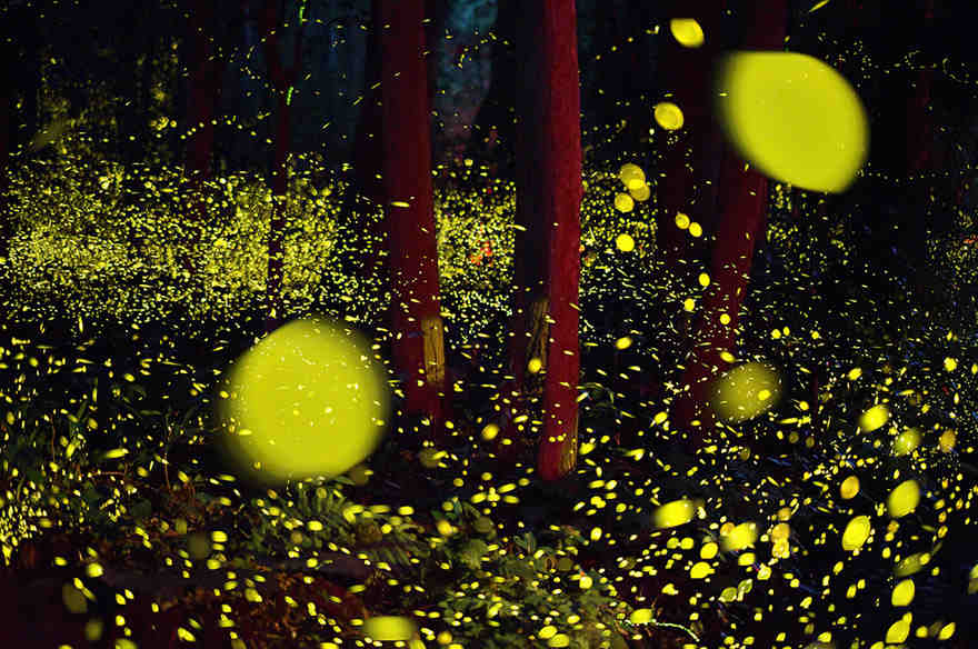 These Photos Of Fireflies In Japan Are Beyond Magical.…