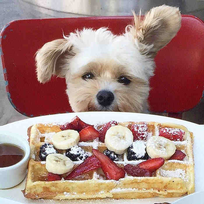 Instagram/Popeye The Foodie Dog