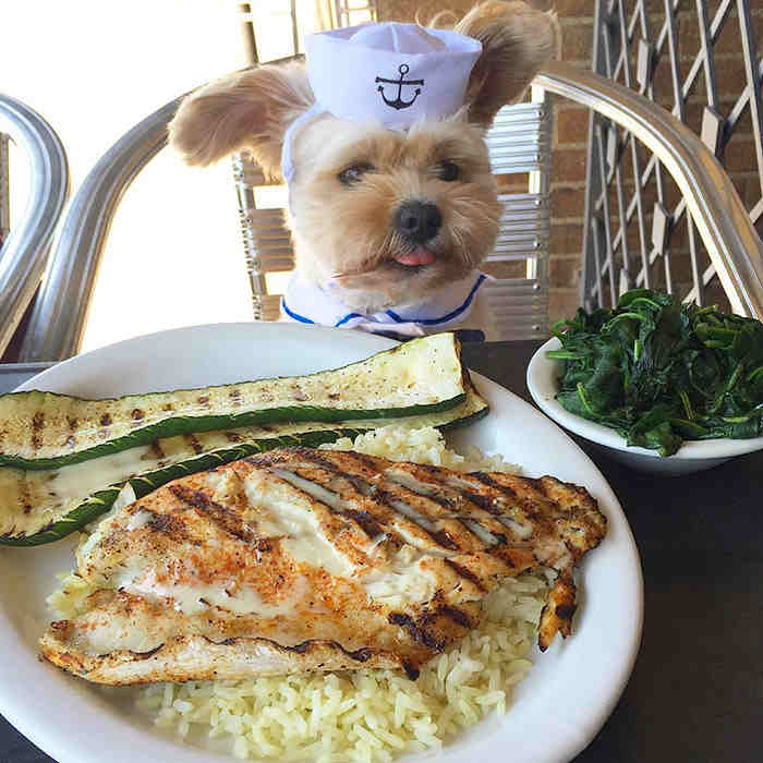 Instagram/Popeye The Foodie Dog