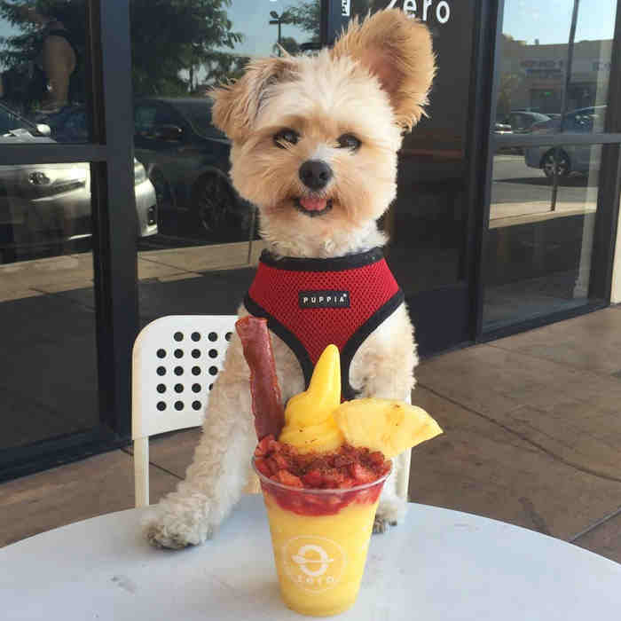 Instagram/Popeye The Foodie Dog