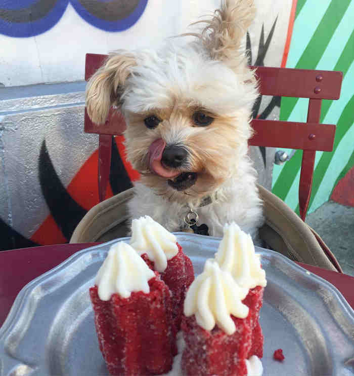 This Rescue Pooch Will Show You What Food Porn…