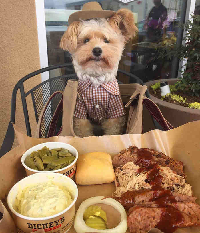 Instagram/Popeye The Foodie Dog