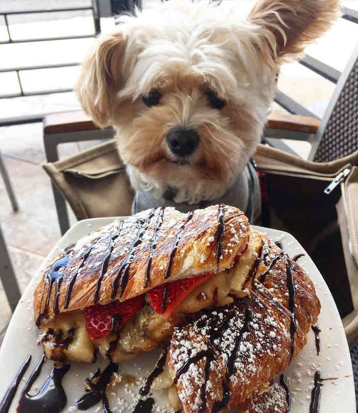 Instagram/Popeye The Foodie Dog