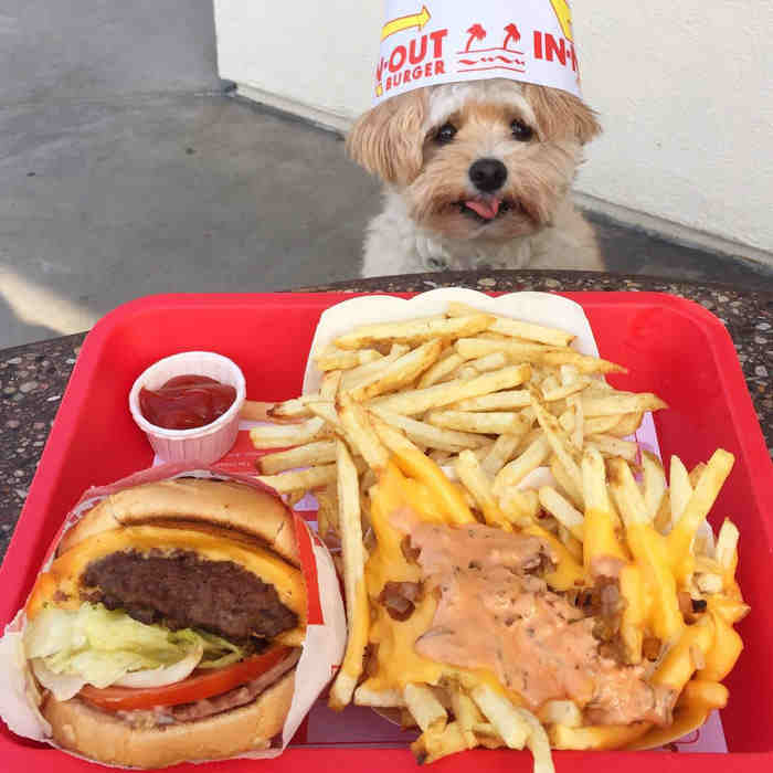 Instagram/Popeye The Foodie Dog