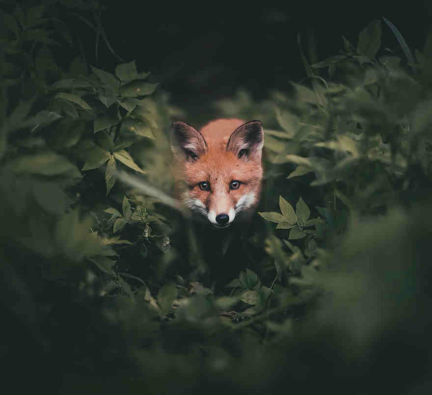 This Guy Takes Spectacular Photos Of Forest Animals. Think…